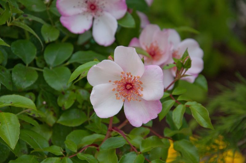 Beetrose 'Sweet Pretty' ® - Rosa 'Sweet Pretty' ® BT