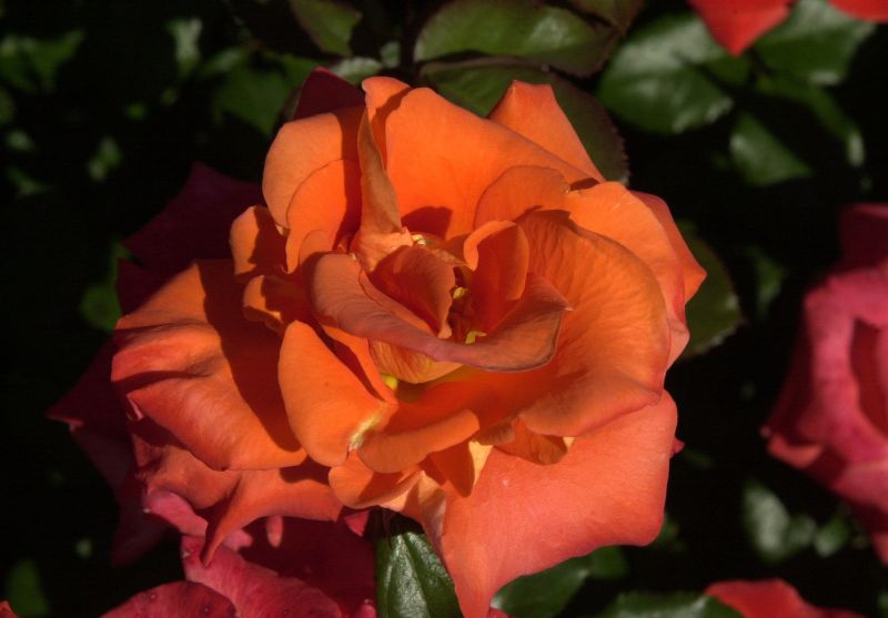 Beetrose 'Tequila' ® - Rosa 'Tequila' ® BT