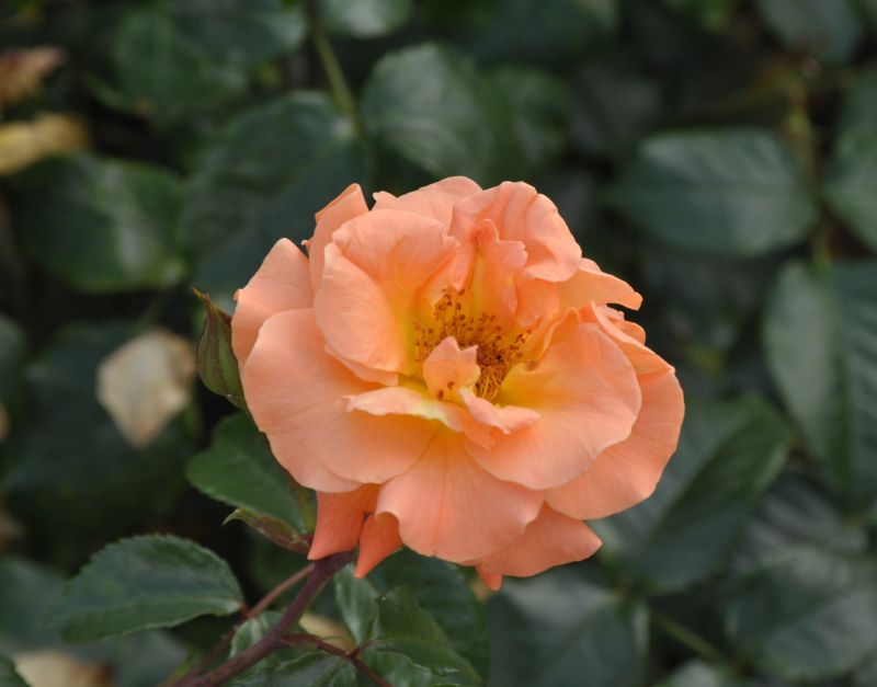 Beetrose 'Westzeit' ® ADR-Rose - Rosa 'Westzeit' ® BT