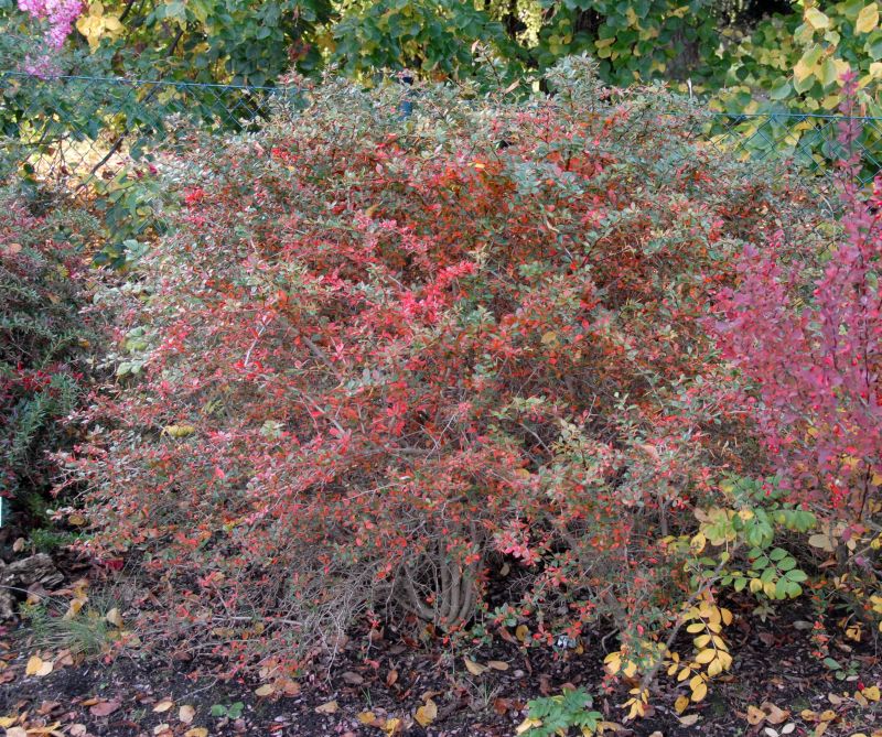 Berberitze 'Parkjuweel' - Berberis media 'Parkjuweel'
