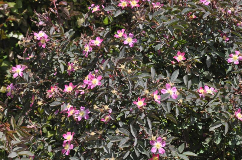 Bereifte Rose - Rosa glauca