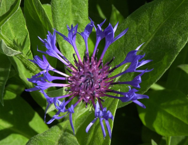 Berg-Flockenblume - Centaurea montana