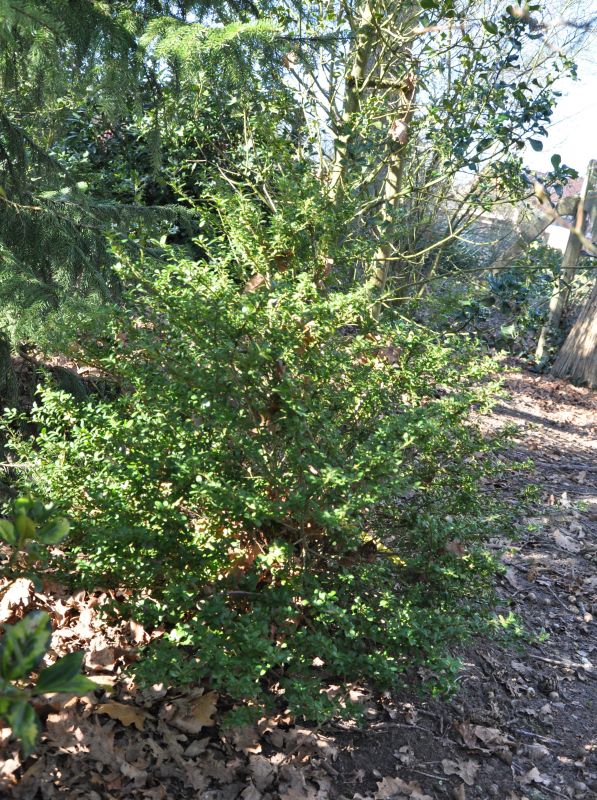 Berg-Ilex 'Glorie Gem' - Ilex crenata 'Glorie Gem'