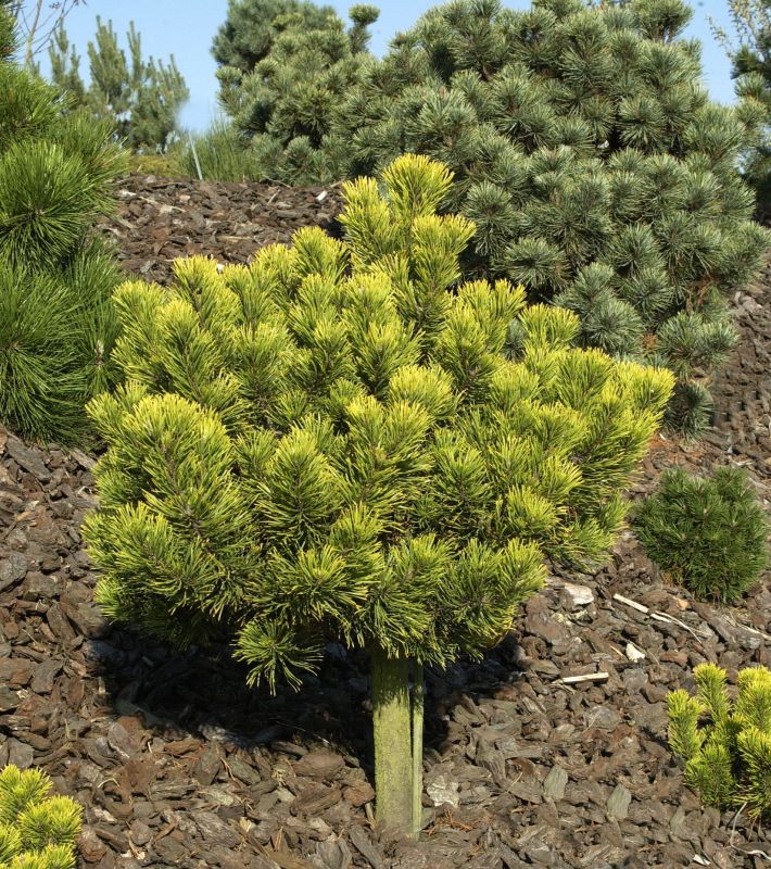 Berg-Kiefer 'Carsten's Wintergold' - Pinus mugo 'Carsten's Wintergold'