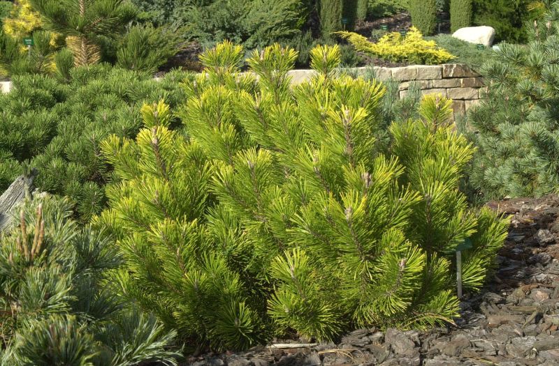 Berg-Kiefer 'Winter Gold' - Pinus mugo 'Winter Gold'
