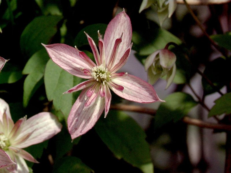 Berg-Waldrebe 'Marjorie' - Clematis montana 'Marjorie'