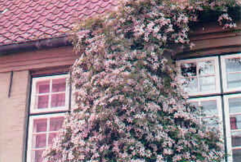 Berg-Waldrebe 'Rubens' - Clematis montana 'Rubens'