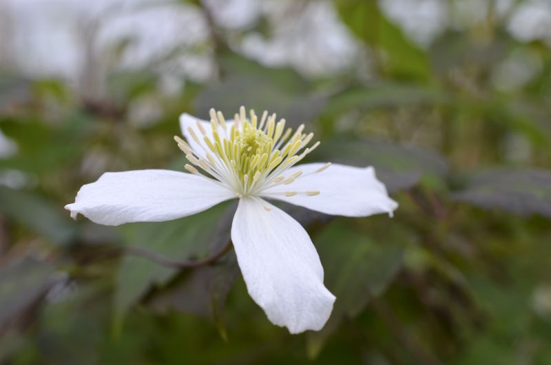 Berg-Waldrebe 'Wilsonii' - Clematis montana 'Wilsonii'