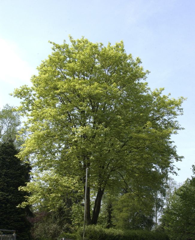 Bergahorn 'Leopoldii' - Acer pseudoplatanus 'Leopoldii'