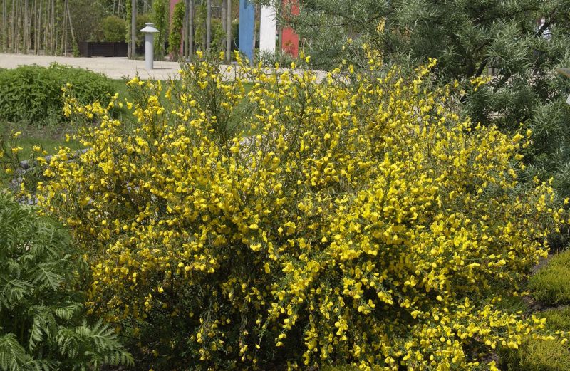 Besenginster - Cytisus scoparius