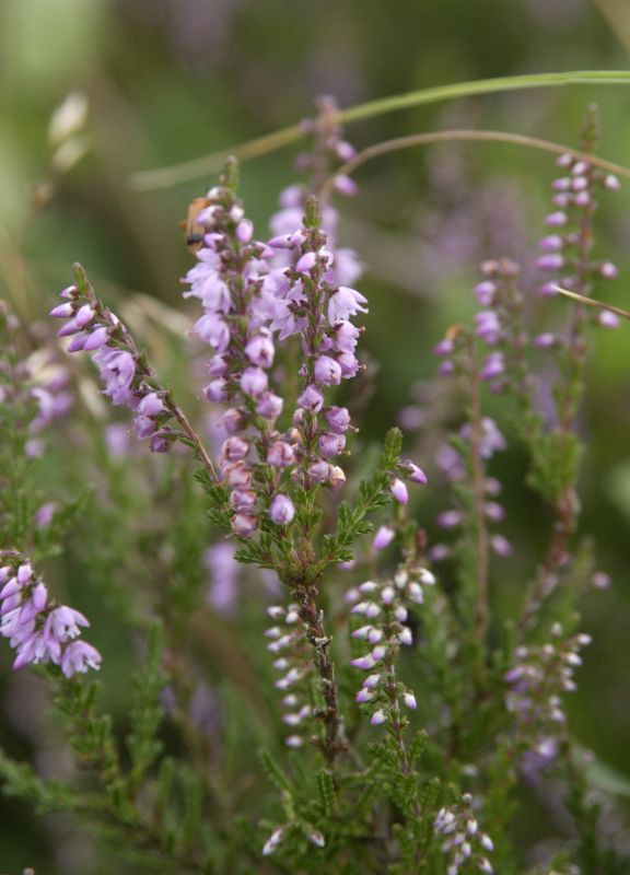 Besenheide - Calluna vulgaris
