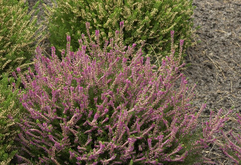 Besenheide 'Allegro' - Calluna vulgaris 'Allegro'