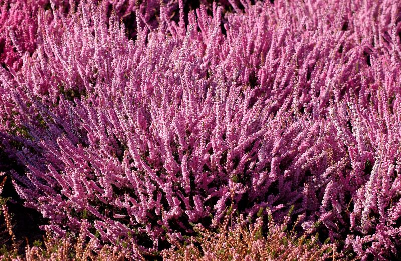 Besenheide 'Annemarie' - Calluna vulgaris 'Annemarie'