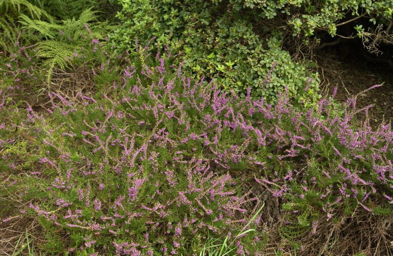 Besenheide 'Carmen' - Calluna vulgaris 'Carmen'