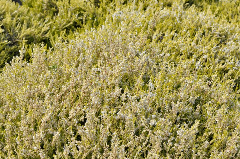 Besenheide 'Gold Haze' - Calluna vulgaris 'Gold Haze'