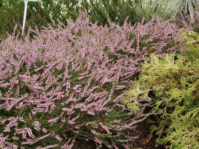 Besenheide 'J.H.Hamilton' - Calluna vulgaris 'J.H.Hamilton'