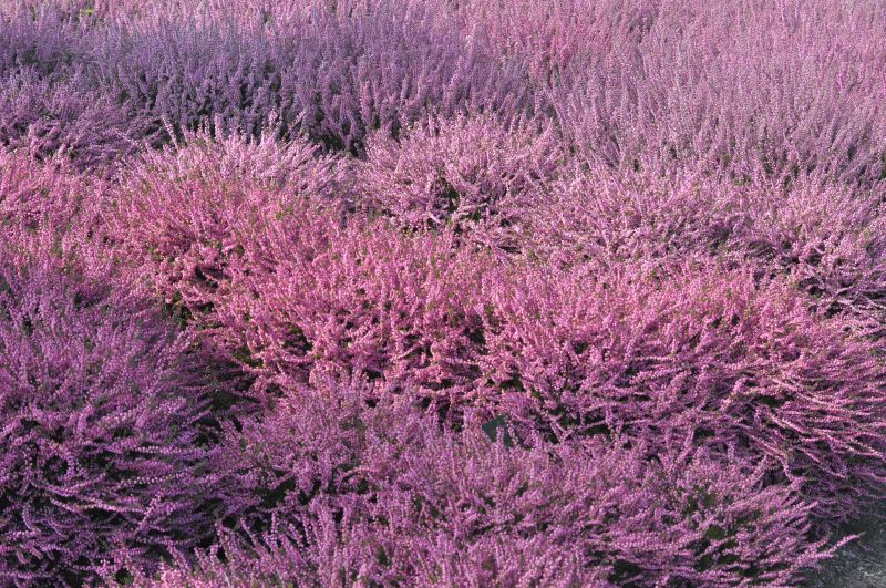 Besenheide 'Red Favorit' - Calluna vulgaris 'Red Favorit'