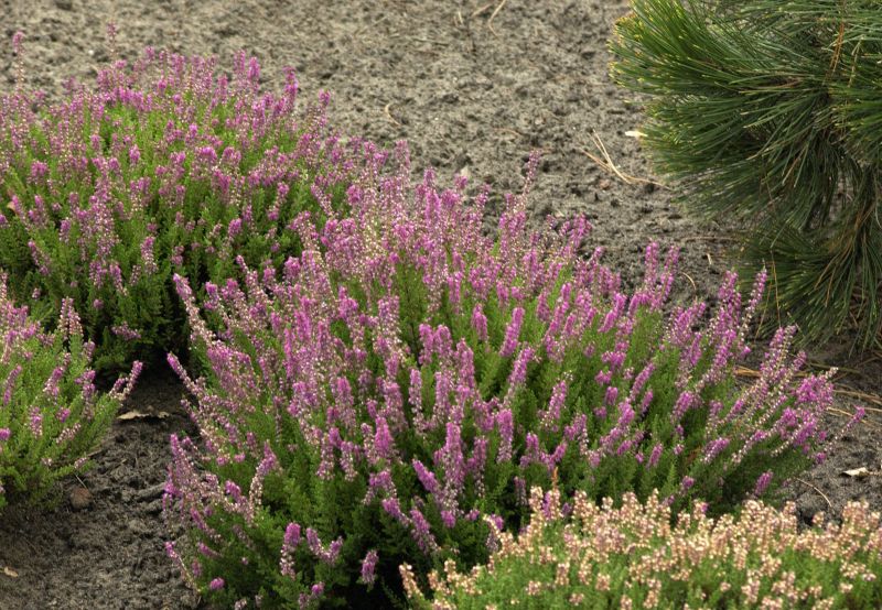 Besenheide 'Roter Oktober' - Calluna vulgaris 'Roter Oktober'