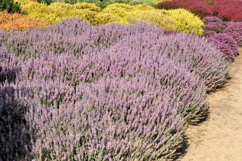 Besenheide 'Silver Knight' - Calluna vulgaris 'Silver Knight'