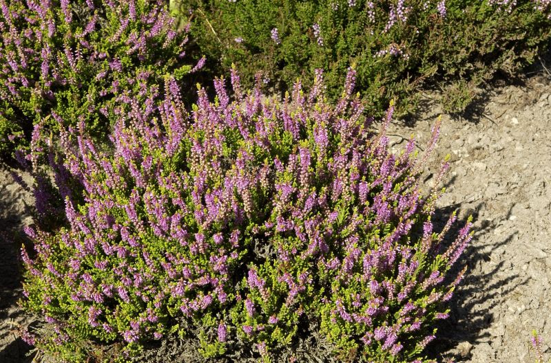 Besenheide 'Sir John Charrington' - Calluna vulgaris 'Sir John Charrington'
