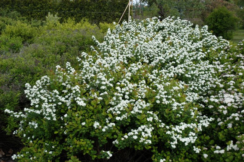 Birkenblättr.Spiere - Spiraea betulifolia