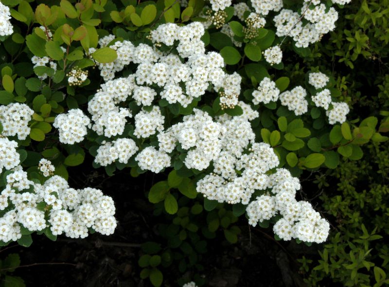 Birkenblättr.Spiere 'Tor' - Spiraea betulifolia 'Tor'