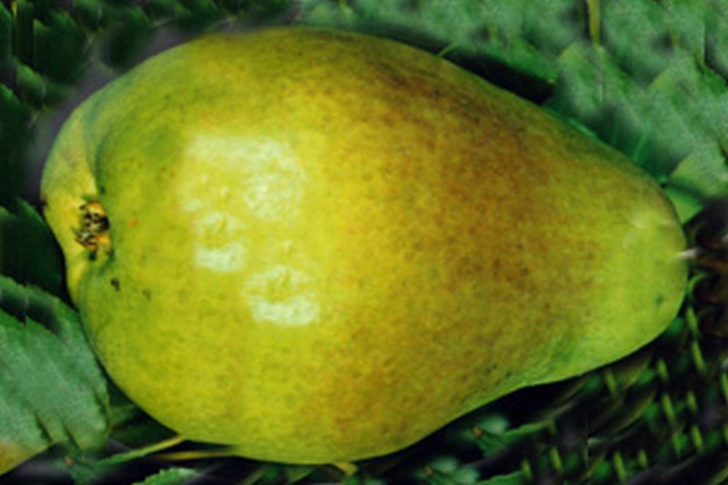 Birne 'Alexander Lucas' spät - Pyrus communis 'Alexander Lucas' CAC