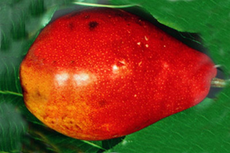 Birne 'Clapps Liebling' früh - Pyrus communis 'Clapps Liebling' CAC