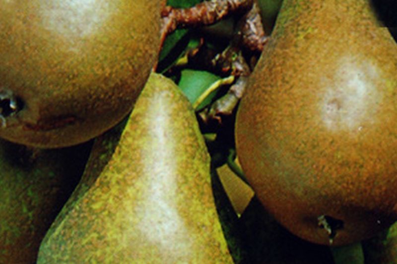Birne 'Conferencebirne' mittel - Pyrus communis 'Conferencebirne' CAC
