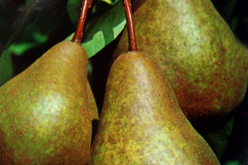 Birne 'Gellerts Butterbirne' mittel - Pyrus communis 'Gellerts Butterbirne' CAC