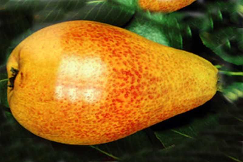 Birne 'Gute Luise von Avranches' mittel - Pyrus communis 'Gute Luise von Avranches' CAC