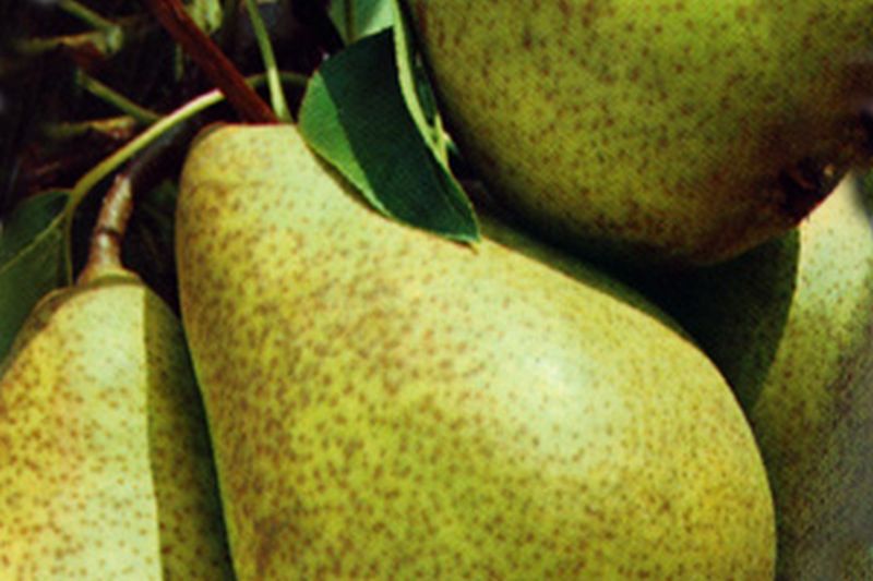 Birne 'Köstliche von Charneu' mittel - Pyrus communis 'Köstliche von Charneu' CAC