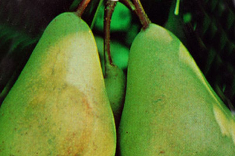 Birne 'Pastorenbirne' mittel - Pyrus communis 'Pastorenbirne' CAC