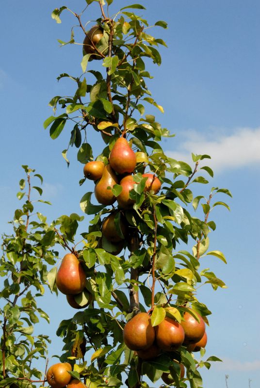 Birne 'Rote Williams Christ' - Pyrus com.'Rote Williams Christ' CAC