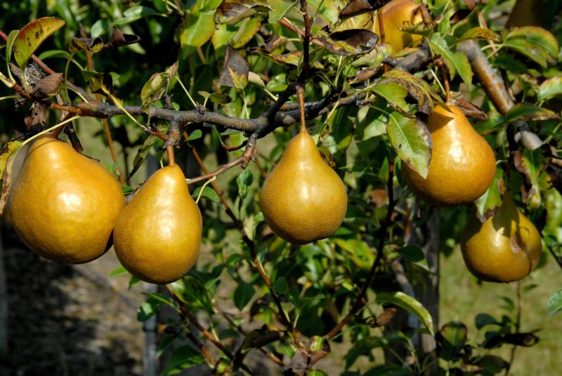 Birne 'Tongern' mittel - Pyrus com.'Tongern' CAC