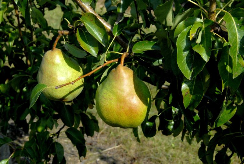 Birne 'Vereins Dechantsbirne' mittel - Pyrus com.'Vereins Dechantsbirne' CAC