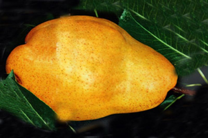 Birne 'Williams Christbirne' - Pyrus communis 'Williams Christbirne' CAC