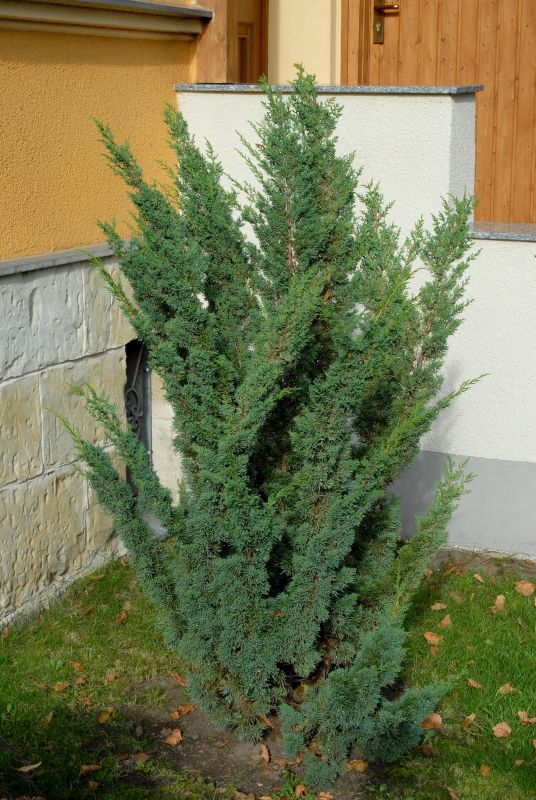 Blaauw's Wacholder - Juniperus chin.'Blaauw'