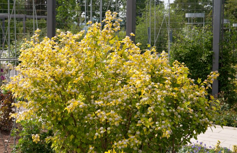 Blasenspiere 'Dart's Gold' - Physocarpus opulifolius 'Dart's Gold'