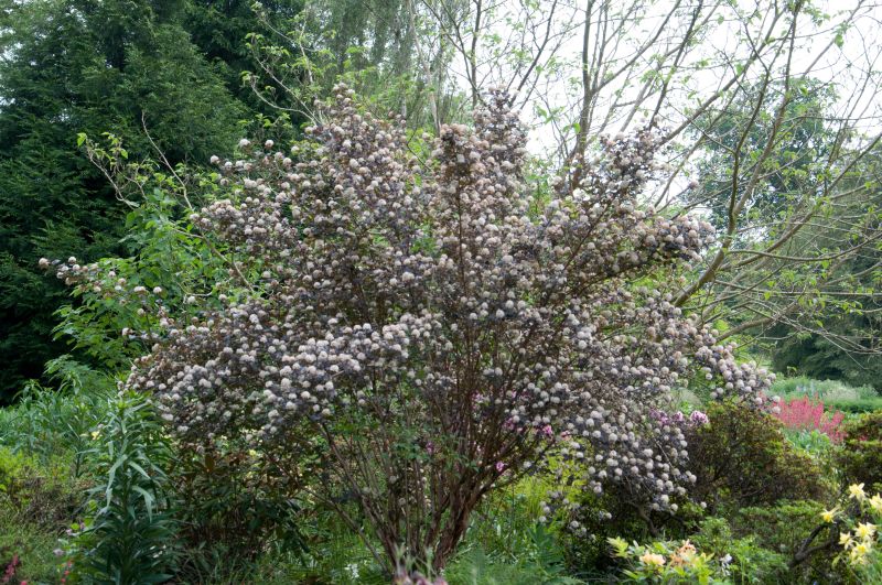 Blasenspiere 'Diabolo' - Physocarpus opulifolius 'Diabolo' ®