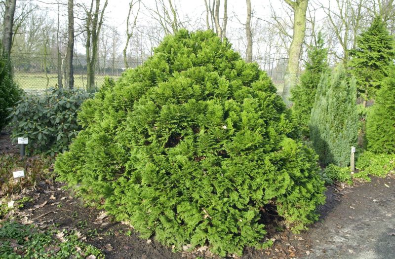 Blaue Kissenzypresse - Chamaecyparis lawsoniana 'Minima Glauca'