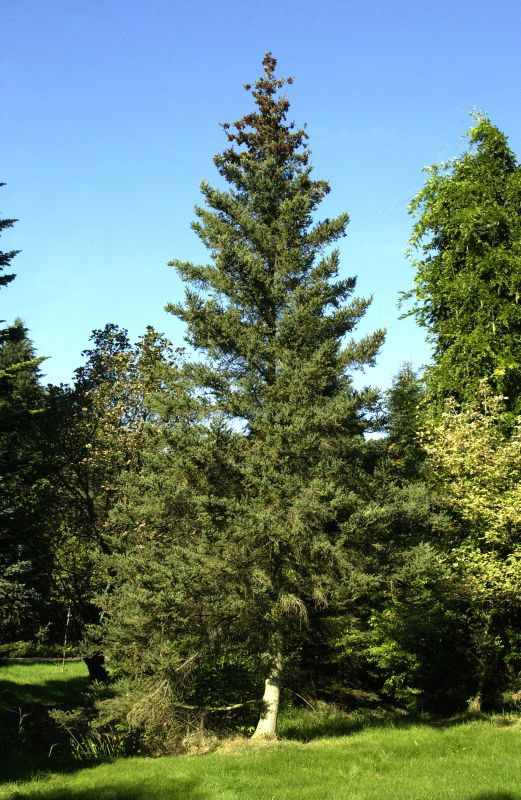 Blaue Stechfichte - Picea pungens glauca