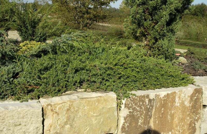 Blauer Sachalin-Kriechwacholder - Juniperus conferta 'Blue Pacific'