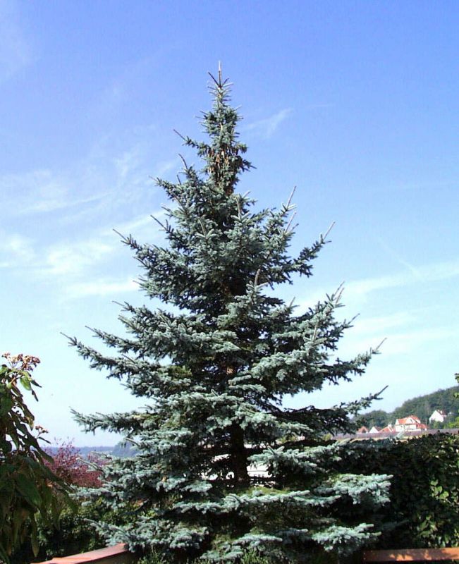Blaufichte 'Koster' - Picea pungens 'Koster'