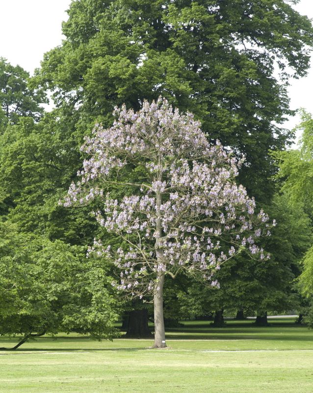 Blauglockenbaum - Paulownia tomentosa