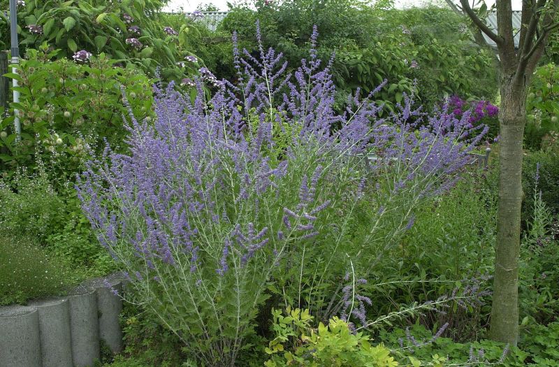 Blauraute 'Blue Spire' - Perovskia atriplicifolia 'Blue Spire'