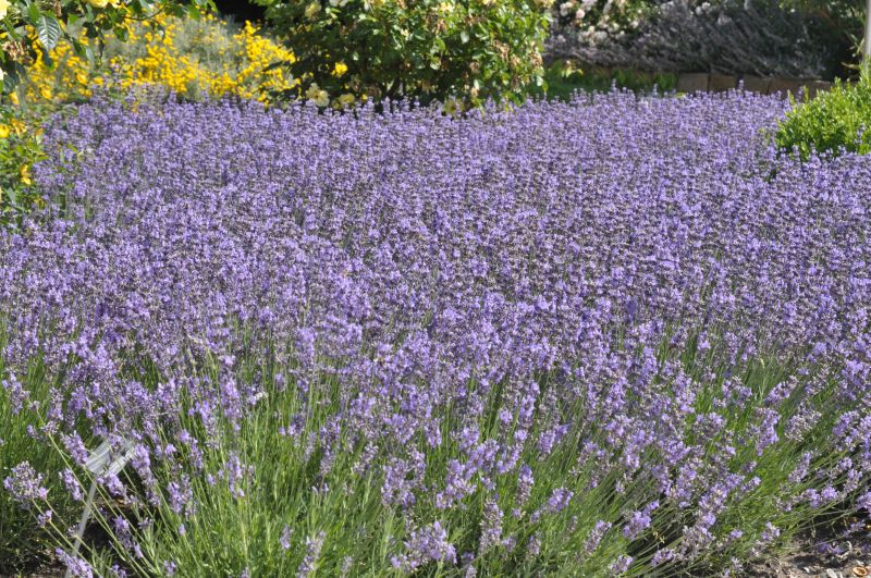 Blauviolettblühender Lavendel - Lavandula angustifolia 'Munstead'