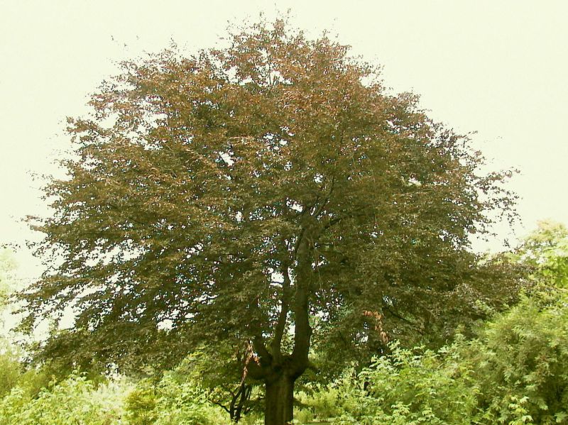 Blutbuche Heckenpflanzen - Fagus sylvatica purpurea