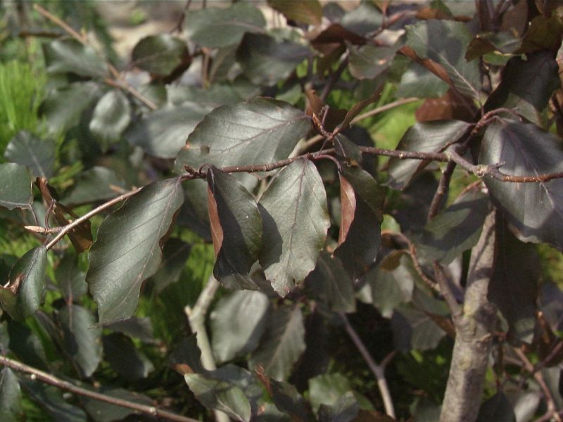 Blutbuche 'Swat Magret' - Fagus sylvatica 'Swat Magret'