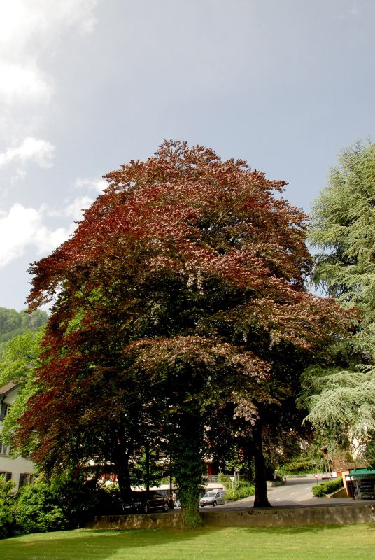 Blutbuche Veredelung - Fagus sylvatica 'Atropunicea'